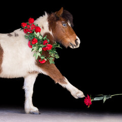 Valentine Mini Horse
