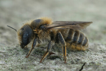 Closeup of a female of the rare blue eyed leafcutter bee , Hoplitis tridentata