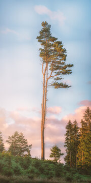 Abandoned pine tree at sunrise (Vaskna järv - Suur Munamägi - Estonia)