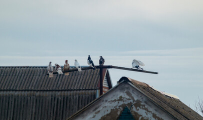 Pigeons are sitting on a stick. Several pigeons are sitting next to each other