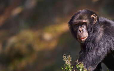 Closeup of a chimpanzee walking while looking at the camera. Copy space