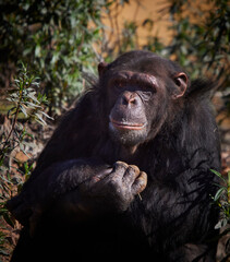 Chimpanzee sitting in bushes looking at camera