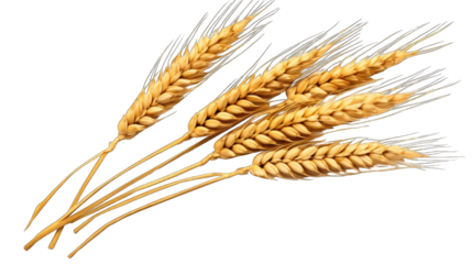 Wheat ears png