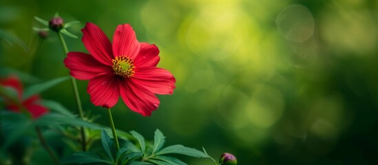 Striking Cosmos and Cav Add Vibrant Energy to Red Flower on a Lush Green Background in Cosmos Cav Red Flower Green Background Stock Photo - obrazy, fototapety, plakaty