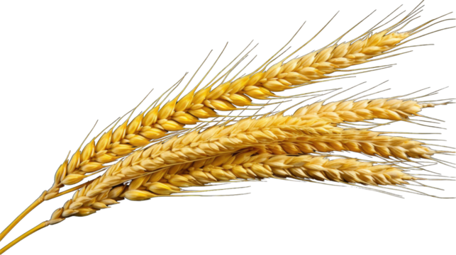 Wheat ears png