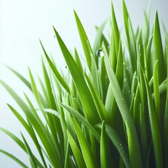 Obraz premium green grass macro photo . Generated AI. 