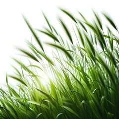 Fototapeta premium green grass isolated on white. Green spikelets photo. Generated AI.