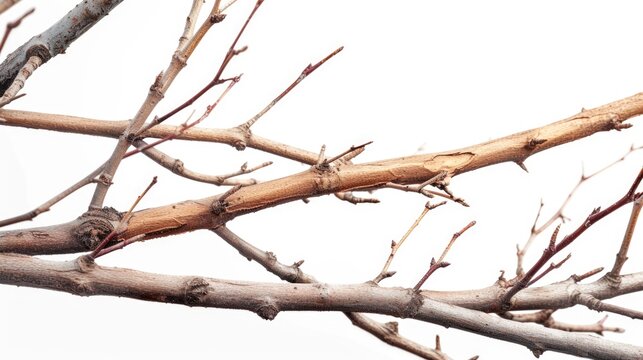 A bird is perched on a branch of a tree. This image can be used to depict nature, wildlife, birds, or tranquility