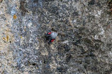 Mauerläufer an der Felswand in der Schweiz