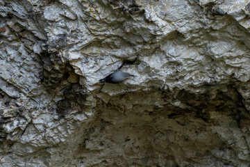 Mauerläufer an der Felswand in der Schweiz