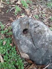 Chiang Dao National Park 