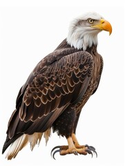 Fototapeta premium Side profile of a bald eagle with sharp eyes and a strong beak, standing regally with detailed plumage.