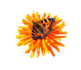 Butterfly Flower Images.