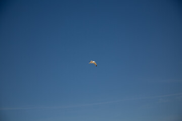 bird in the sky