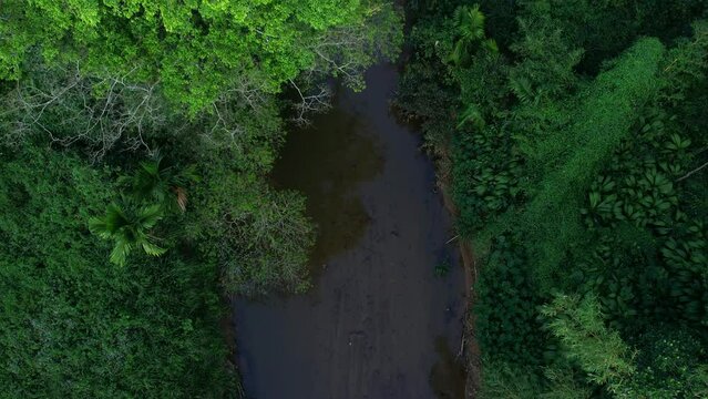 Sinharaja rainforest in Sri Lanka. Top view, aerial video filming.