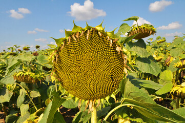 In the field ripens sunflower