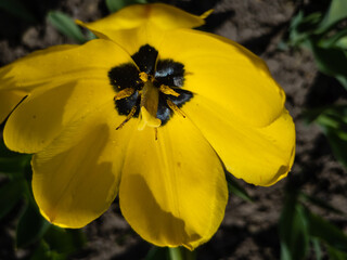 Spring yellow tulips on a flower bed in the garden