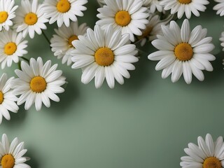 Beautiful chamomile flowers on color background, top view