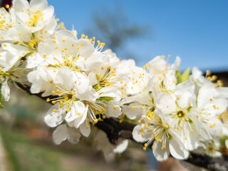 Spring. Blooming branches of apple trees close-up. White flowers of blooming apple and pear trees in spring close-up