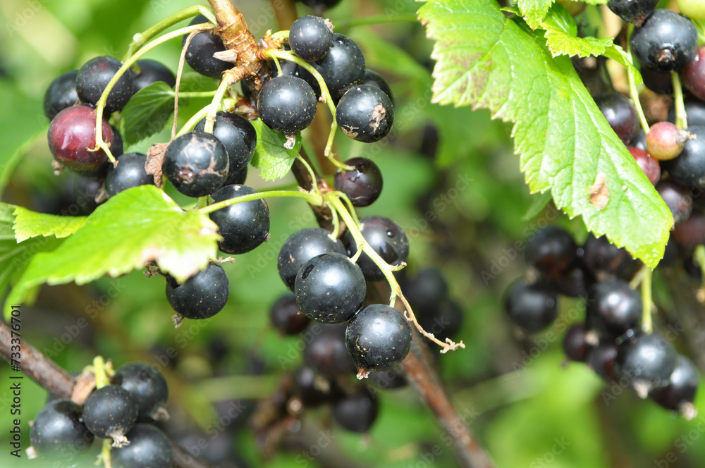 Sticker on the bush berries are ripe currant.