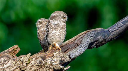 A pair of owls perched on branch
