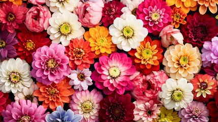  Beautiful colorful zinnia and dahlia flowers in full bloom, close up. Natural summery texture for background © Anthichada