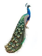 A peacock displaying its spectacular tail feathers in full splendor, isolated on white.