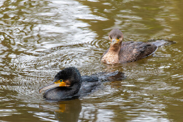 great crested grebe