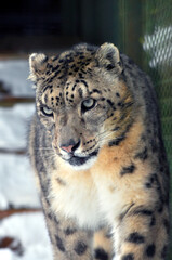 Animals are a traditionally (since the time of Aristotle) distinguished category of organisms, currently considered as a biological kingdom. Animals are the main object of zoology study.