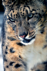 Animals are a traditionally (since the time of Aristotle) distinguished category of organisms, currently considered as a biological kingdom. Animals are the main object of zoology study.