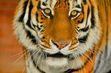 Animals are a traditionally (since the time of Aristotle) distinguished category of organisms, currently considered as a biological kingdom. Animals are the main object of zoology study.