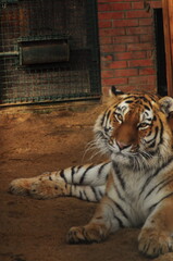 Animals are a traditionally (since the time of Aristotle) distinguished category of organisms, currently considered as a biological kingdom. Animals are the main object of zoology study.