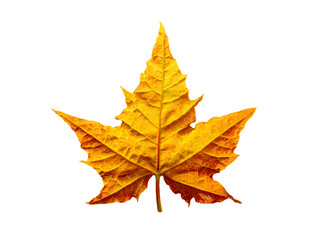 Yellow maple leaf on white background