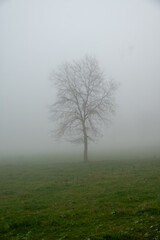 Tree in fog