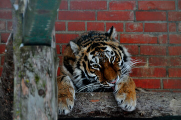 Animals are a traditionally (since the time of Aristotle) distinguished category of organisms, currently considered as a biological kingdom. Animals are the main object of zoology study.