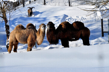 Animals are a traditionally (since the time of Aristotle) distinguished category of organisms, currently considered as a biological kingdom. Animals are the main object of zoology study.