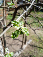 Spring branch of pear tree with young green leaves close up