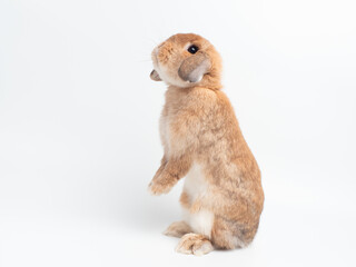 Rabbit holland lop standing on white background. Lovely action of orange rabbit.