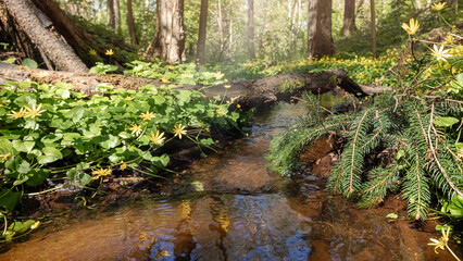 Sunny spring forest small stream with blooming yellow flowers and spruce branch