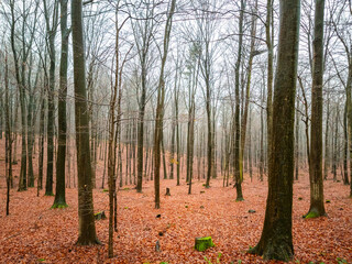 Fototapeta premium foggy forest in winter