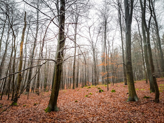 Fototapeta premium cold autumn in the forest