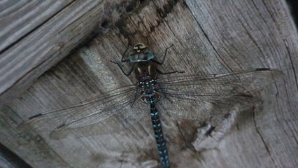 dragonfly on the wall