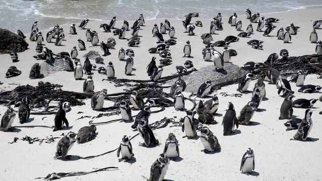 Coastal scene with an abundance of spectacled penguins on the sandy beach of Boulders, South Africa. The beach is strewn with driftwood and rocks, and ocean waves gently lap the shoreline.