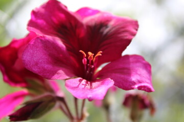 Naklejka premium close up of pink flower.jpg
