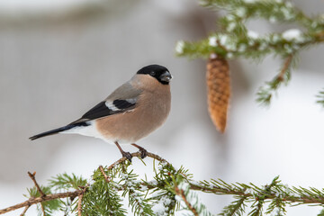 Bullfinch female on a Christmas tree with cones in the forest