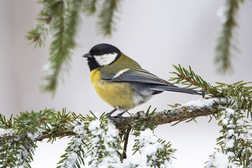 Obraz na płótnie Canvas Great tit parus major on a fir branch with cones and snow