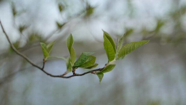 Thin branch with green fresh leaves sways in cold spring wind. Cold cyclone, windy, uncomfortable weather and low air temperature. Natural background without people.