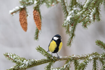 Obraz na płótnie Canvas Great tit parus major on a fir branch with cones and snow