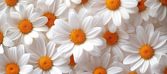Fototapeta premium banner of Daisy blossom background