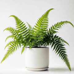 fern in a white pot isolated white background. ai generative